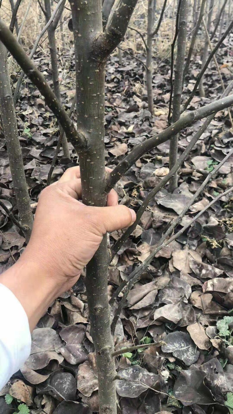 梨树