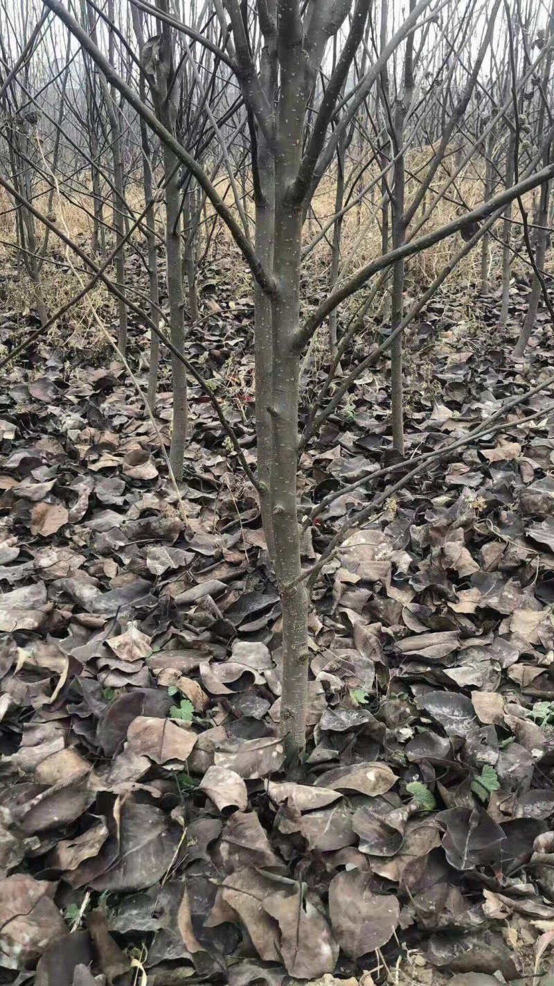 梨树