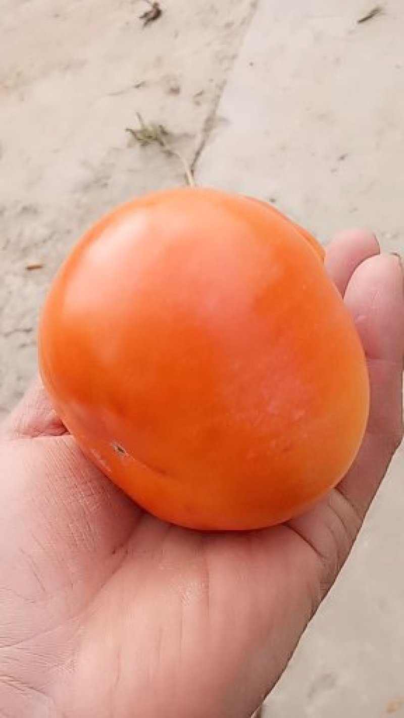 新品种日本太秋脆柿嫁接苗即摘即吃自然脱涩南北方种植特大