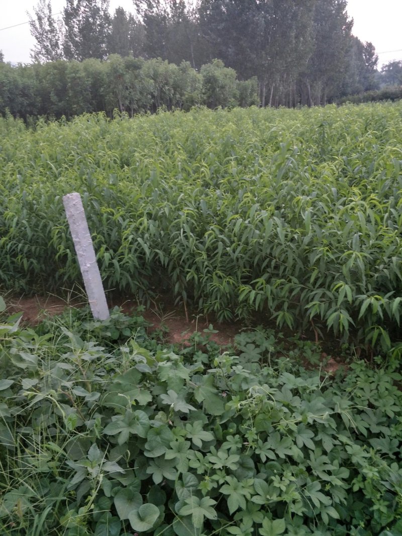 中华寿桃桃苗，规格齐全，现挖现发，保湿发货