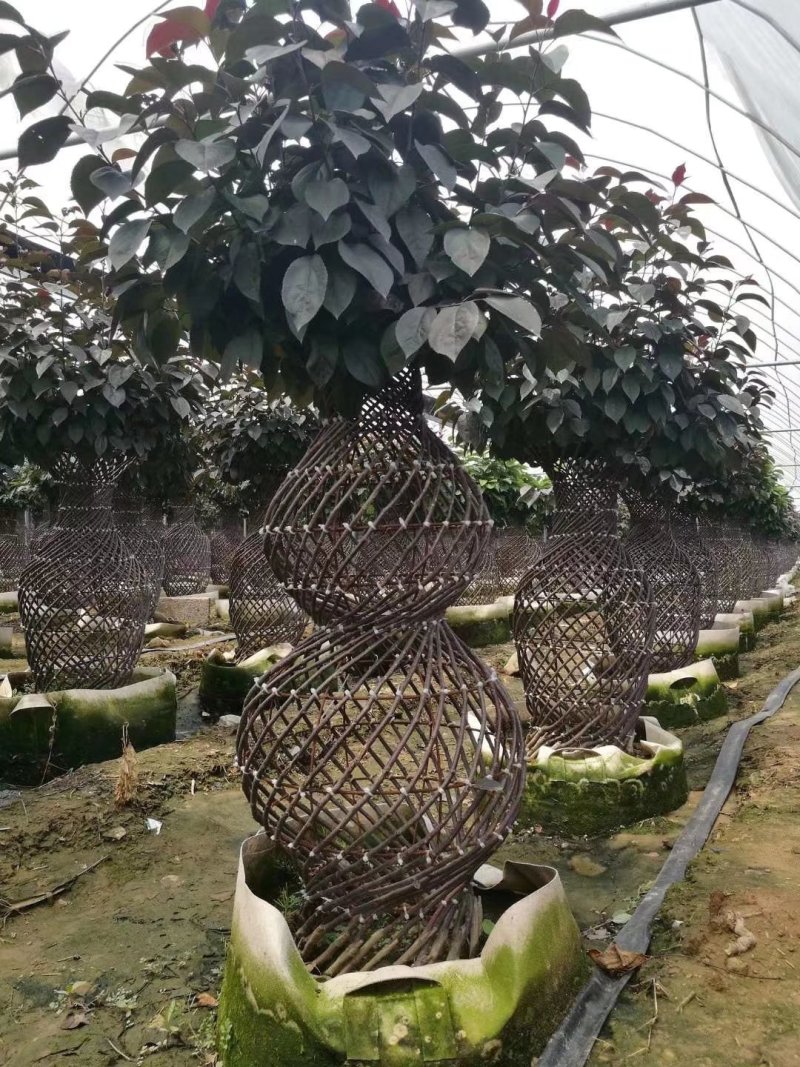 观花植物