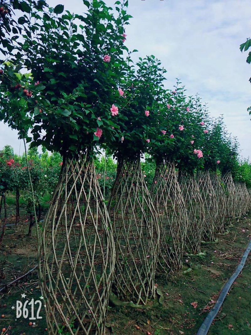 造型花瓶大量出售