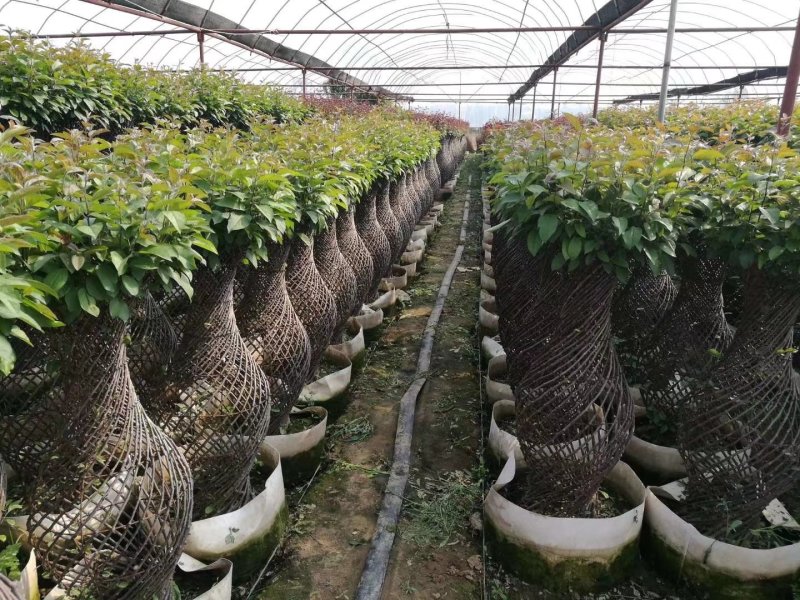 造型花瓶大量出售