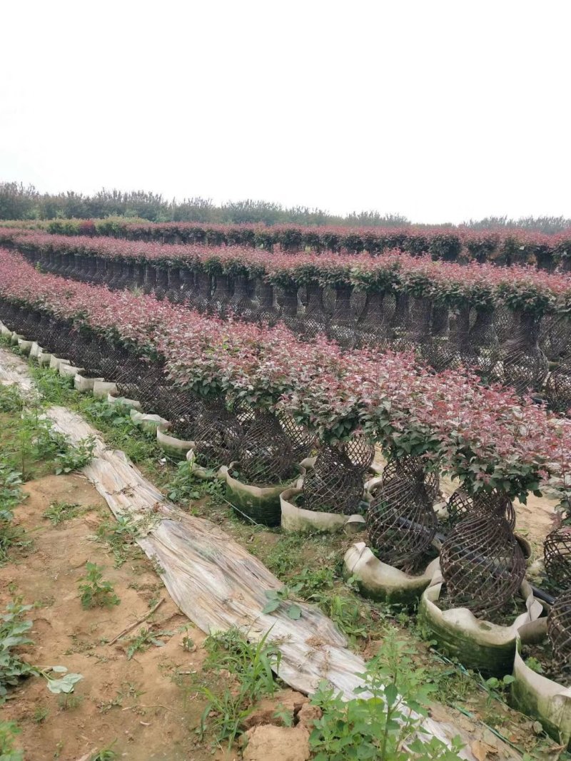 造型花瓶大量出售