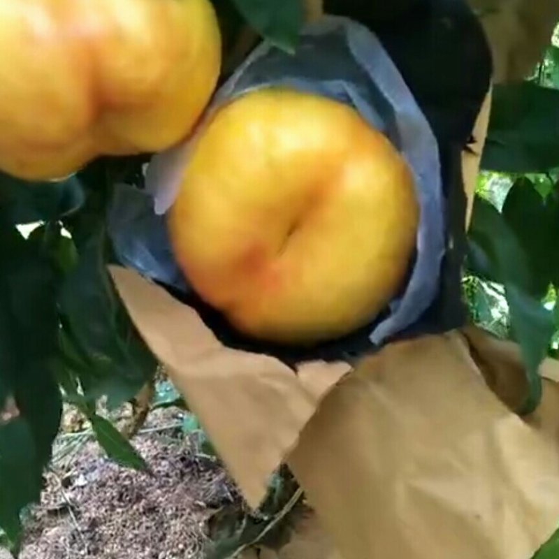种苗桃树苗油蟠7-7，质优价廉，现挖现发，包成活