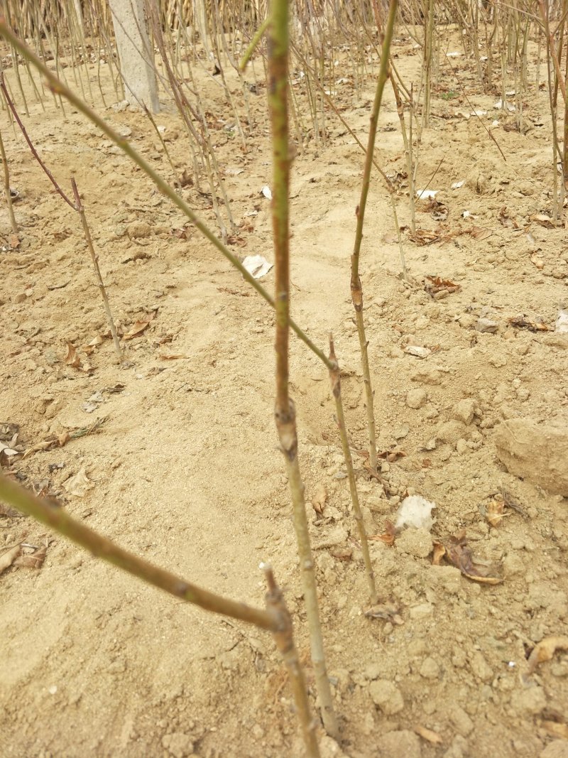 种苗桃树苗油蟠7-7，质优价廉，现挖现发，包成活