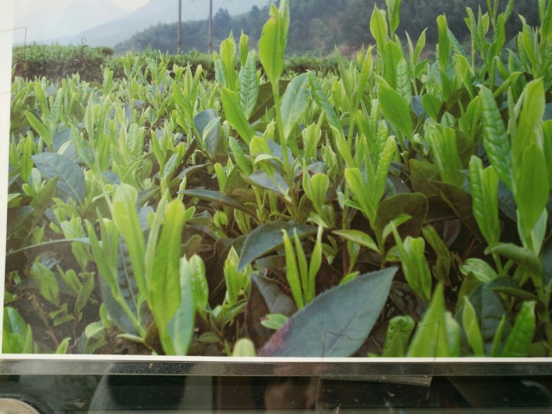 云雾茶