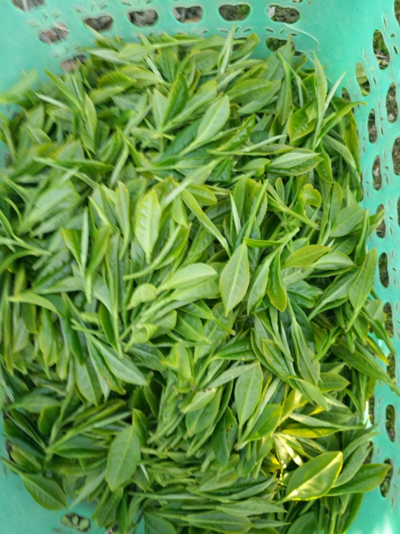 云雾茶