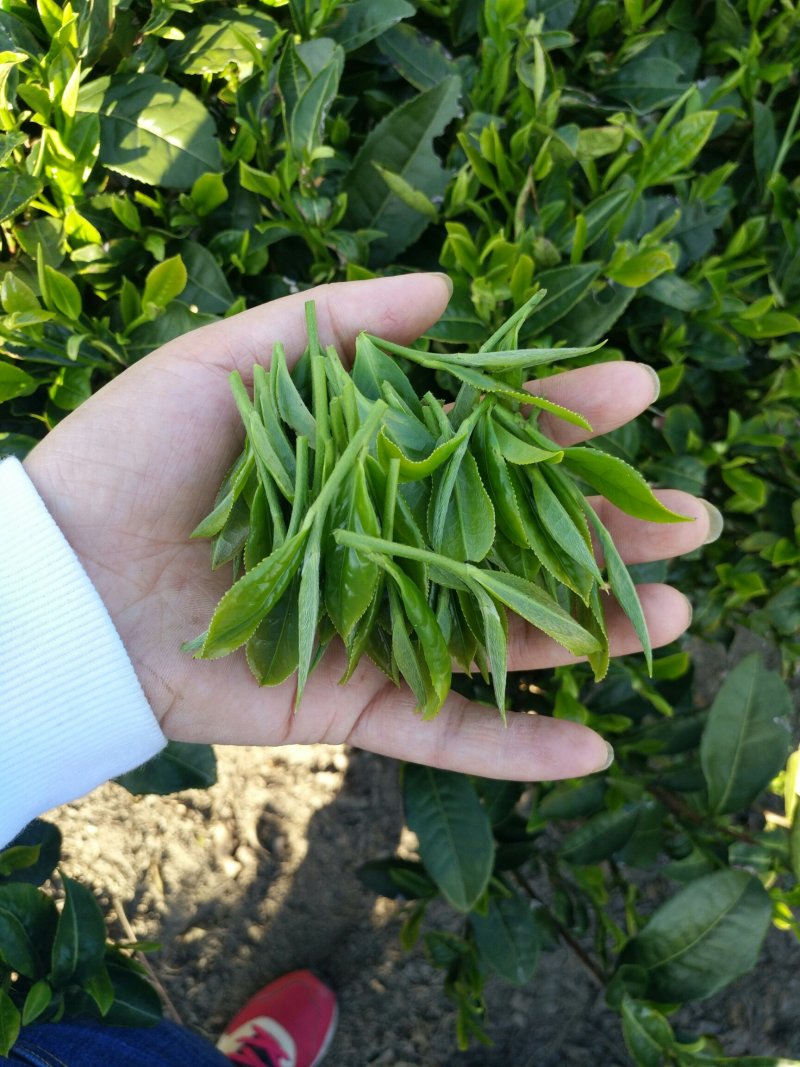 云雾茶