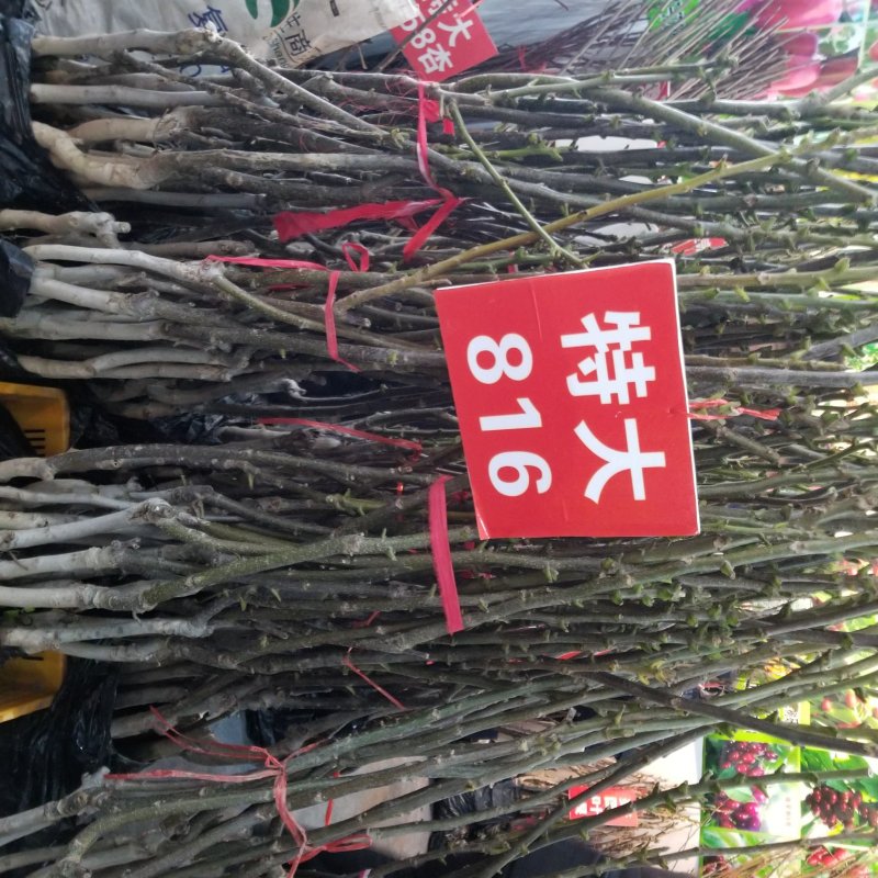 苹果苗
