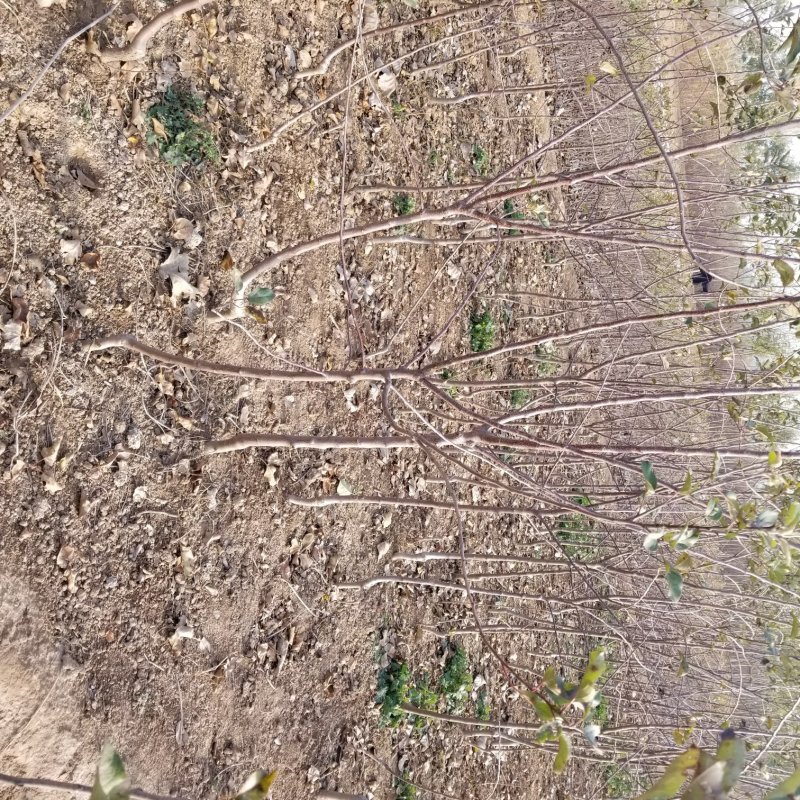苹果苗