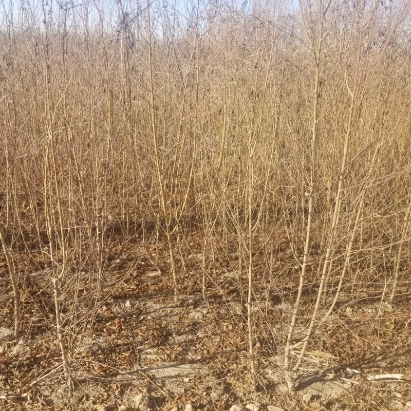 苹果苗