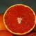 卡拉卡拉红肉脐橙苗中华红橙苗品质保证欢迎来电