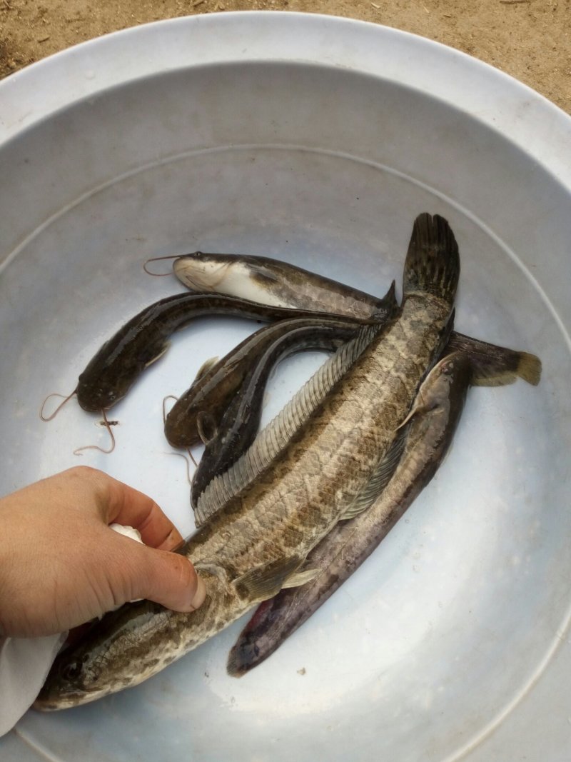 出售本地优质鲶鱼苗黑鱼苗，有需求者请联系，保质保量价格