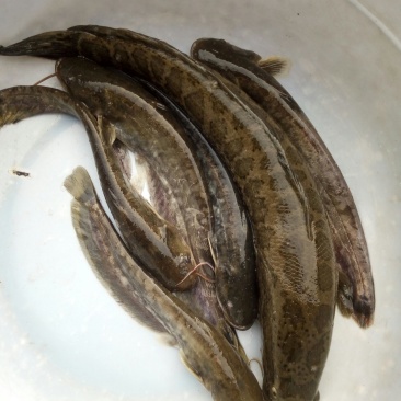出售本地优质鲶鱼苗黑鱼苗，有需求者请联系，保质保量价格