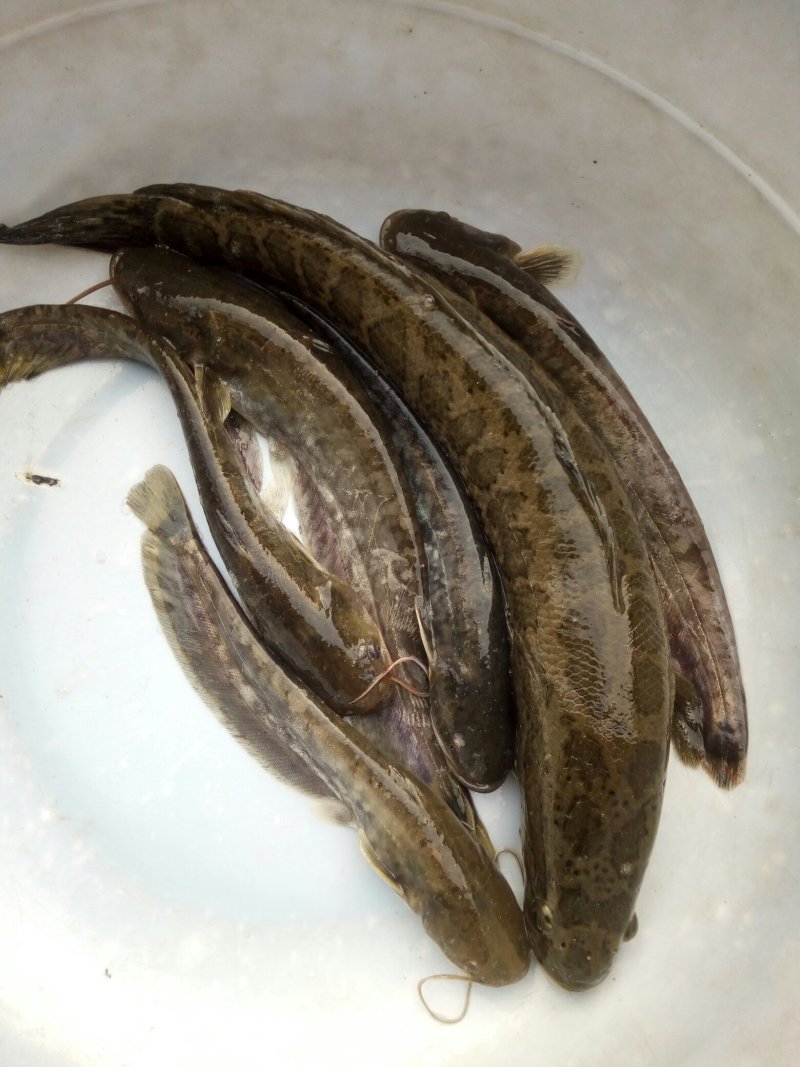 出售本地优质鲶鱼苗黑鱼苗，有需求者请联系，保质保量价格