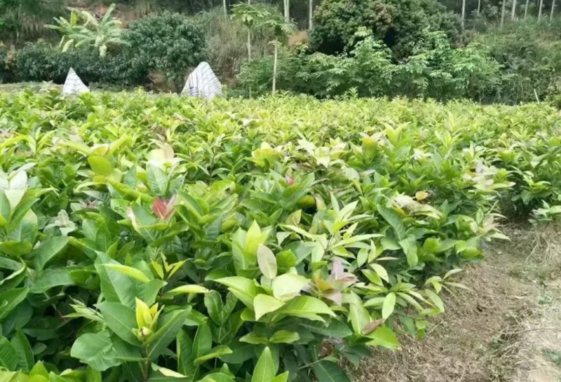 海南台湾黑金刚莲雾苗。一手货源。