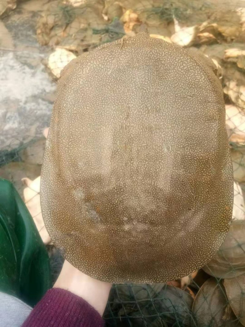生态活体甲鱼，外塘精养甲鱼