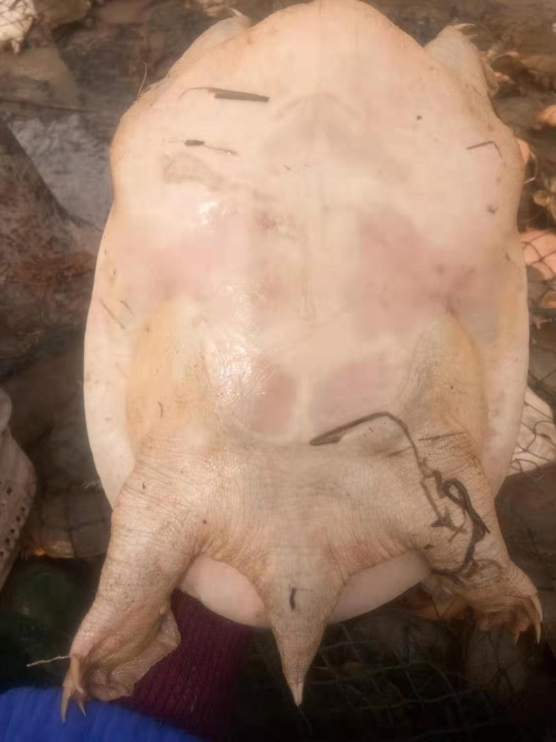 生态活体甲鱼，外塘精养甲鱼