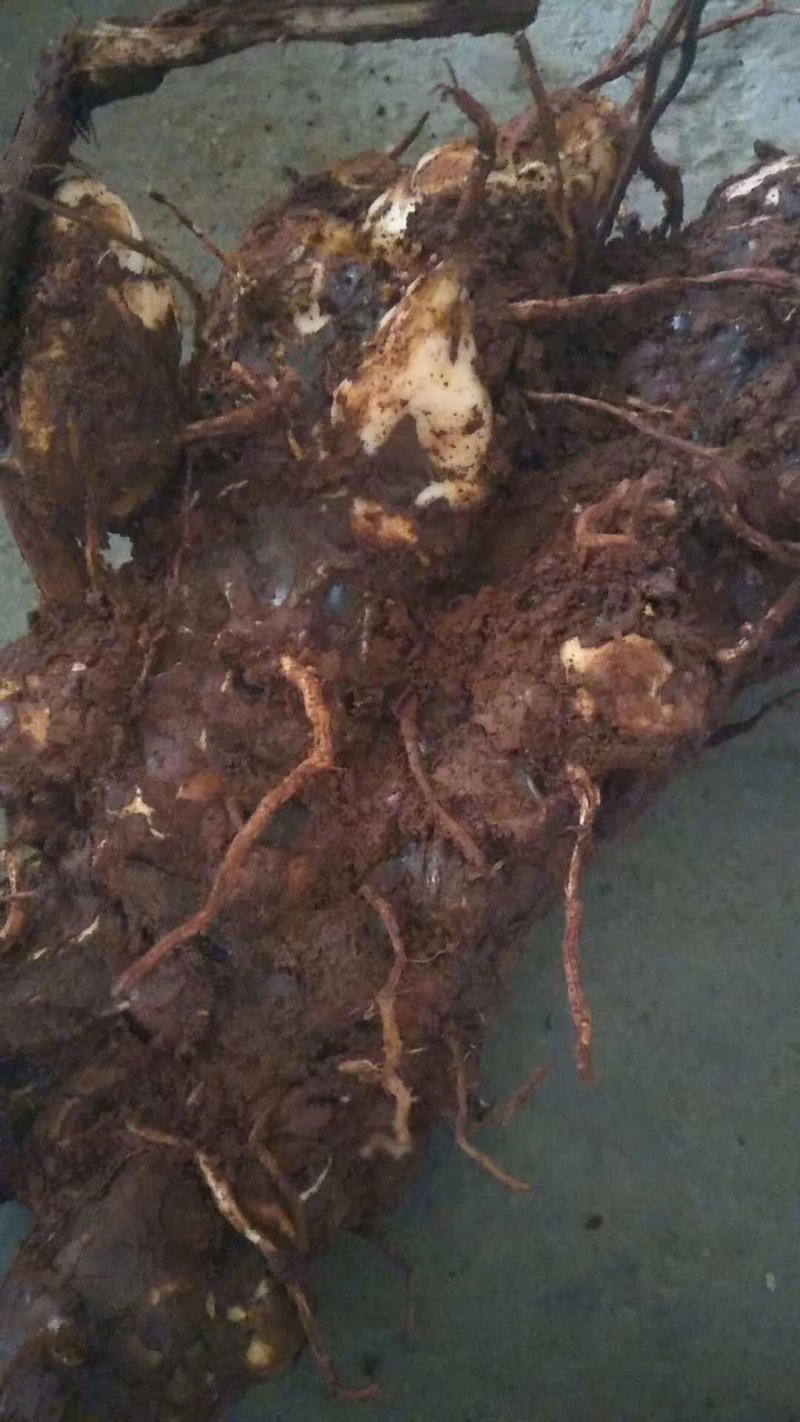 粉质甘甜湖南土茯苓，