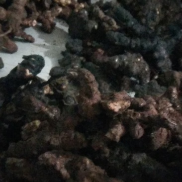 粉质甘甜湖南土茯苓，