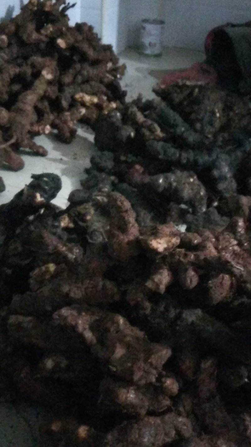 粉质甘甜湖南土茯苓，