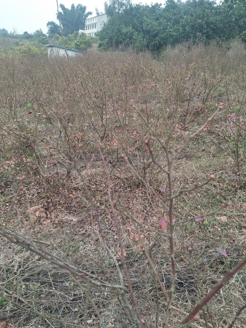 蓝莓