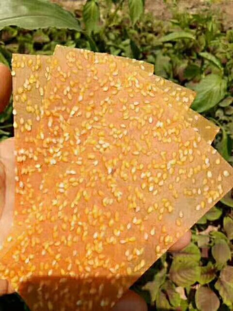 芝麻红薯片批发，一件代发