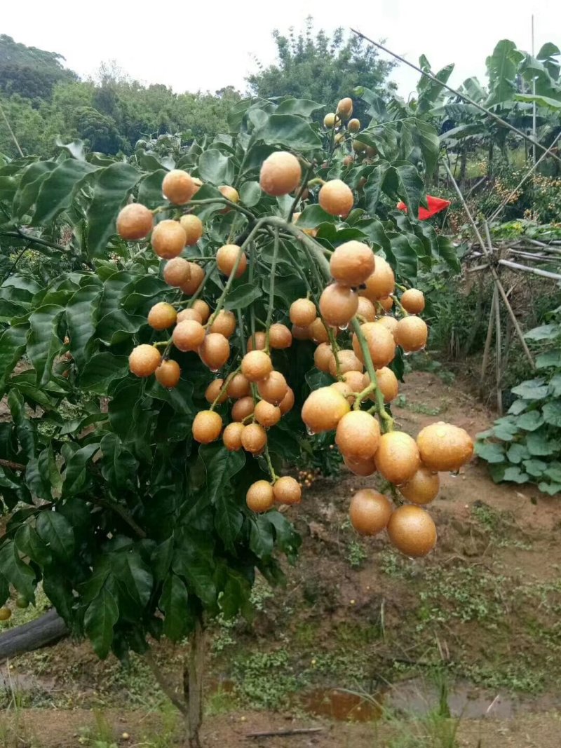 广西纯正黑黄皮果果树苗，，，，，，，，，，，