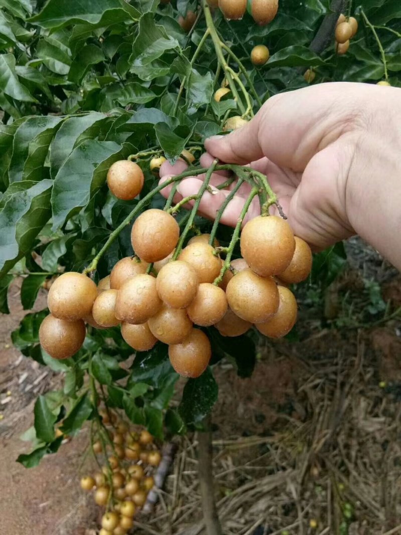 广西纯正黑黄皮果果树苗，，，，，，，，，，，