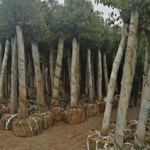 河南鄢陵香樟基地直销
