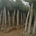 河南鄢陵香樟基地直销