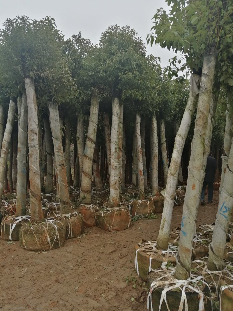 河南鄢陵香樟基地直销