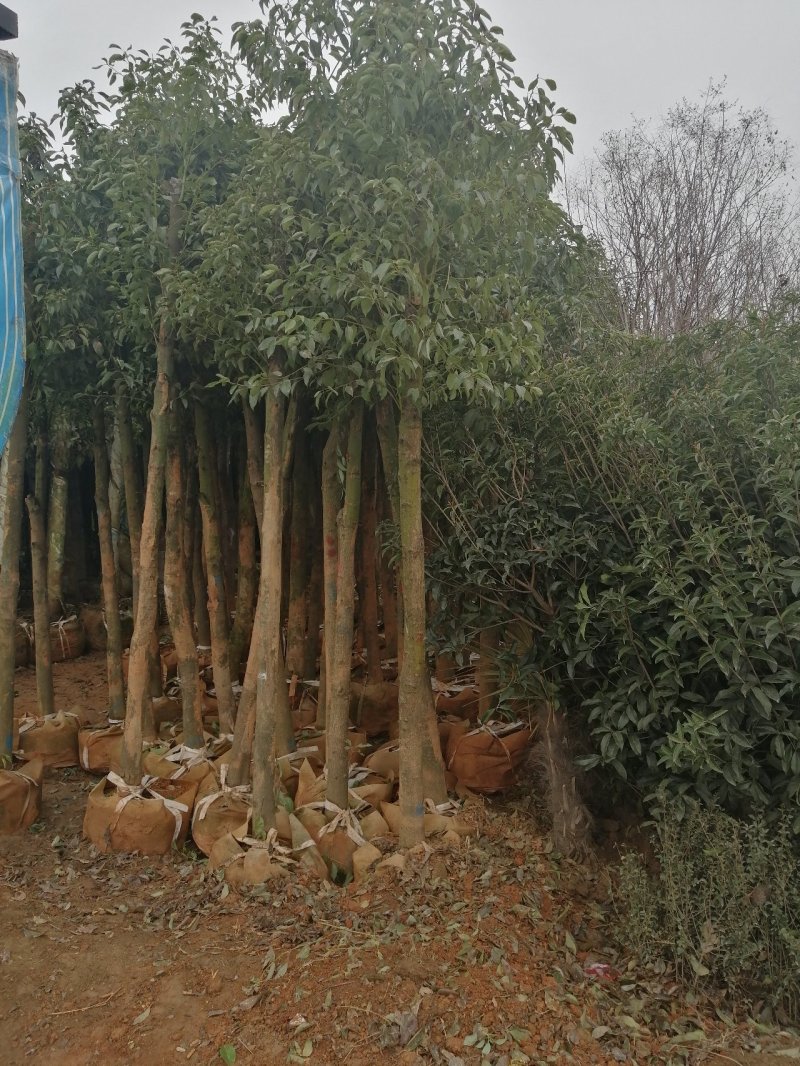 河南鄢陵香樟基地直销