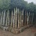 河南鄢陵香樟基地直销