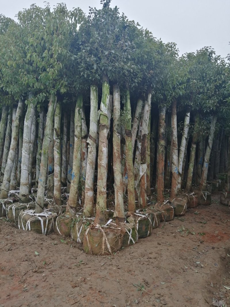 河南鄢陵香樟基地直销