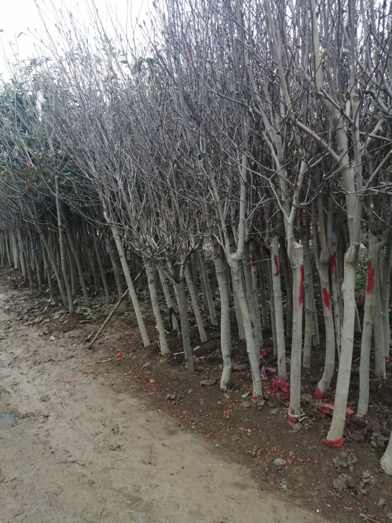 河南鄢陵3一15公分红玉兰