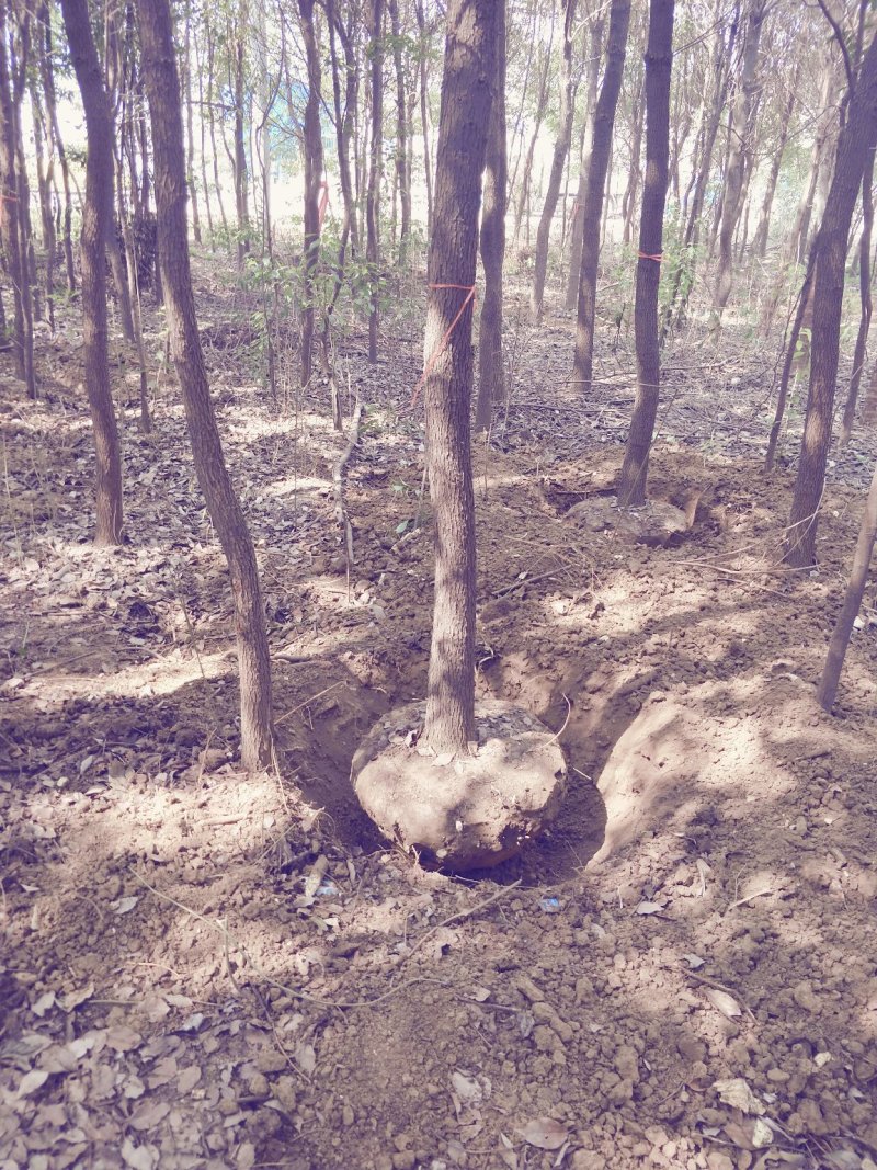 绿化苗木