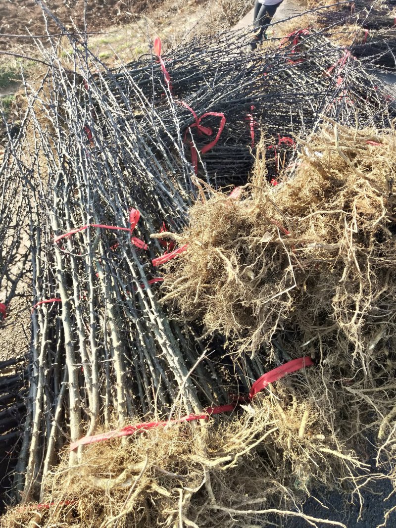 大红袍花椒地苗，贡椒地苗。价格便宜技术指导