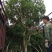 包邮正品2-5公分嫁接杨梅树基地直供终生技术支持