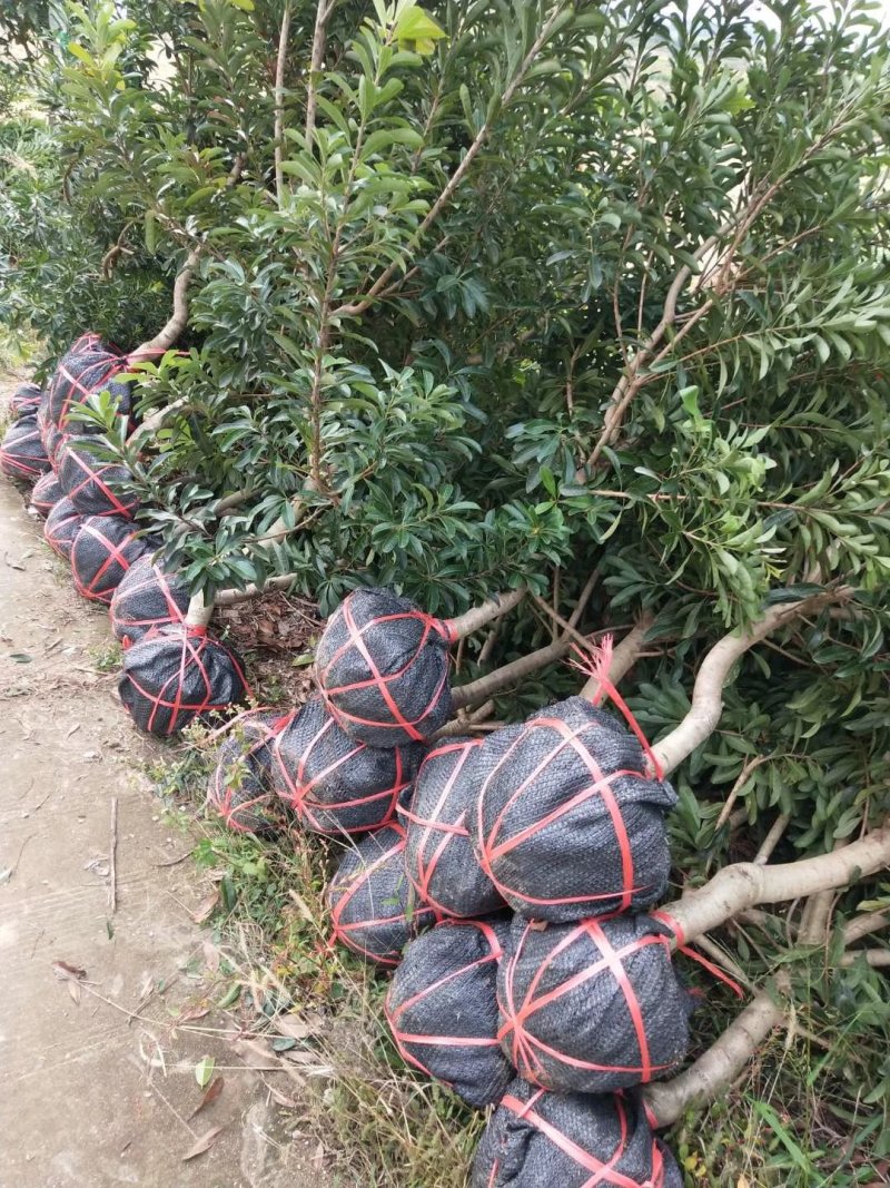 包邮正品2-5公分嫁接杨梅树基地直供终生技术支持
