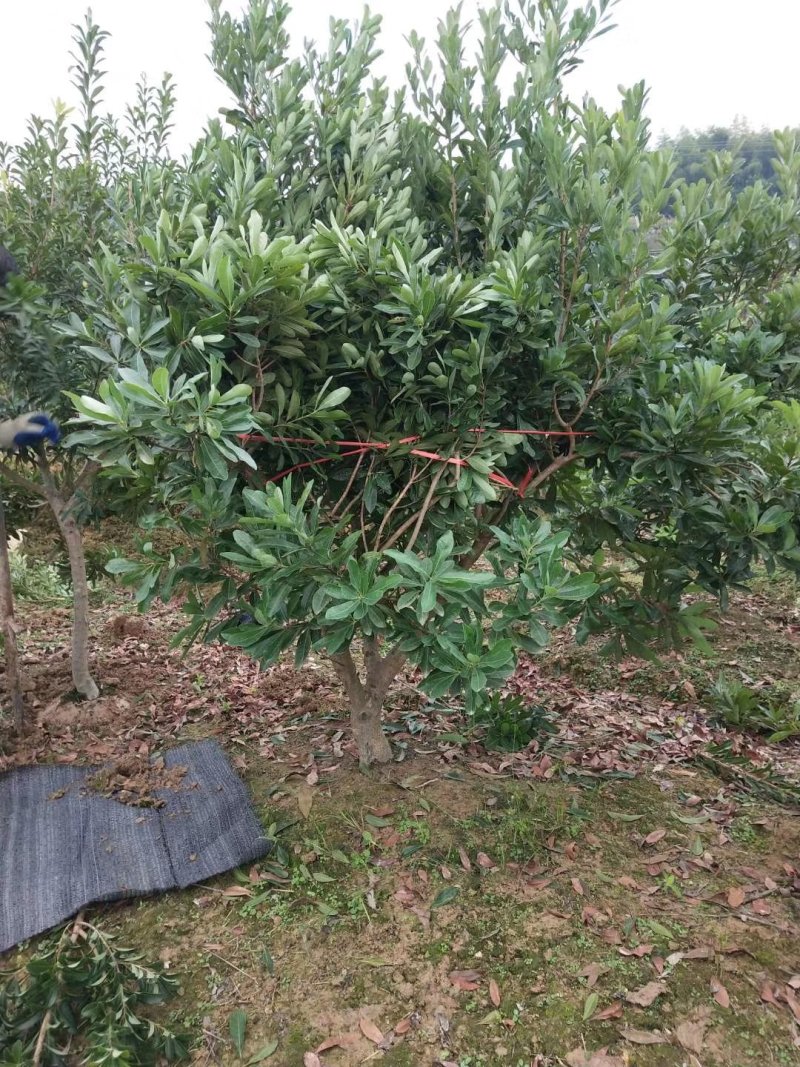 包邮正品2-5公分嫁接杨梅树基地直供终生技术支持