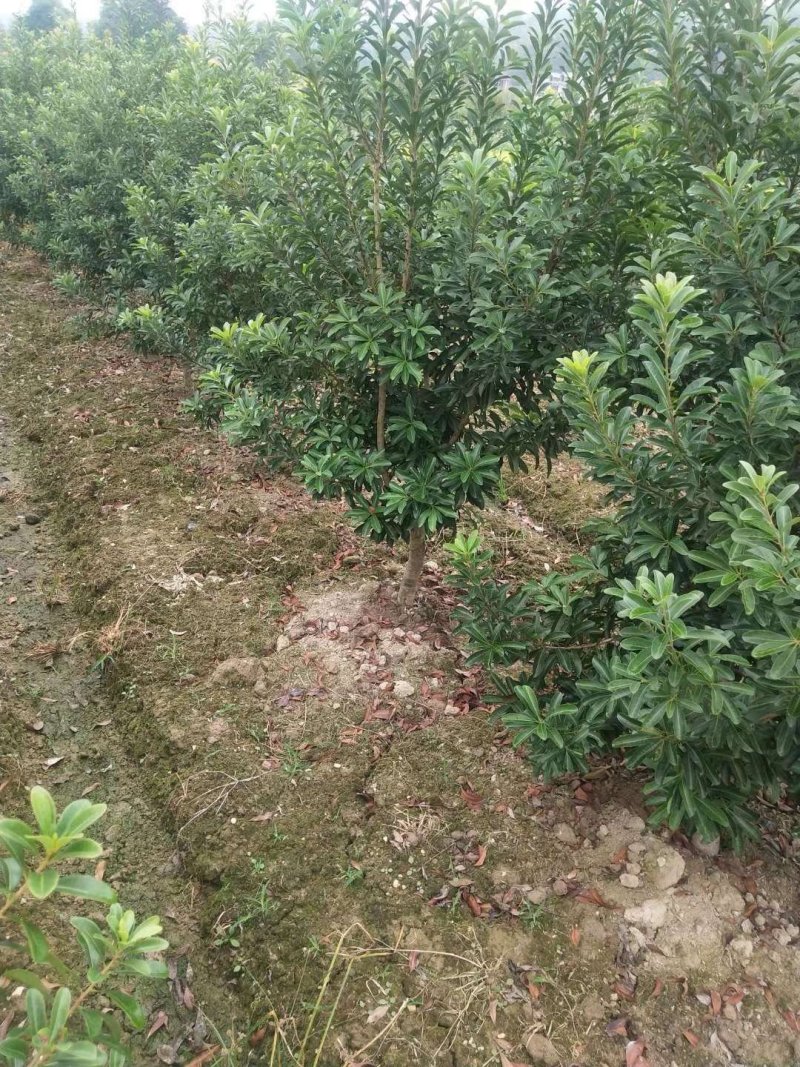 包邮正品2-5公分嫁接杨梅树基地直供终生技术支持