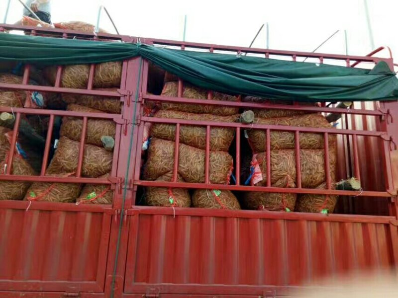 中豌9号颜色绿颗粒饱满！本基地有上万亩豌豆！质量好！
