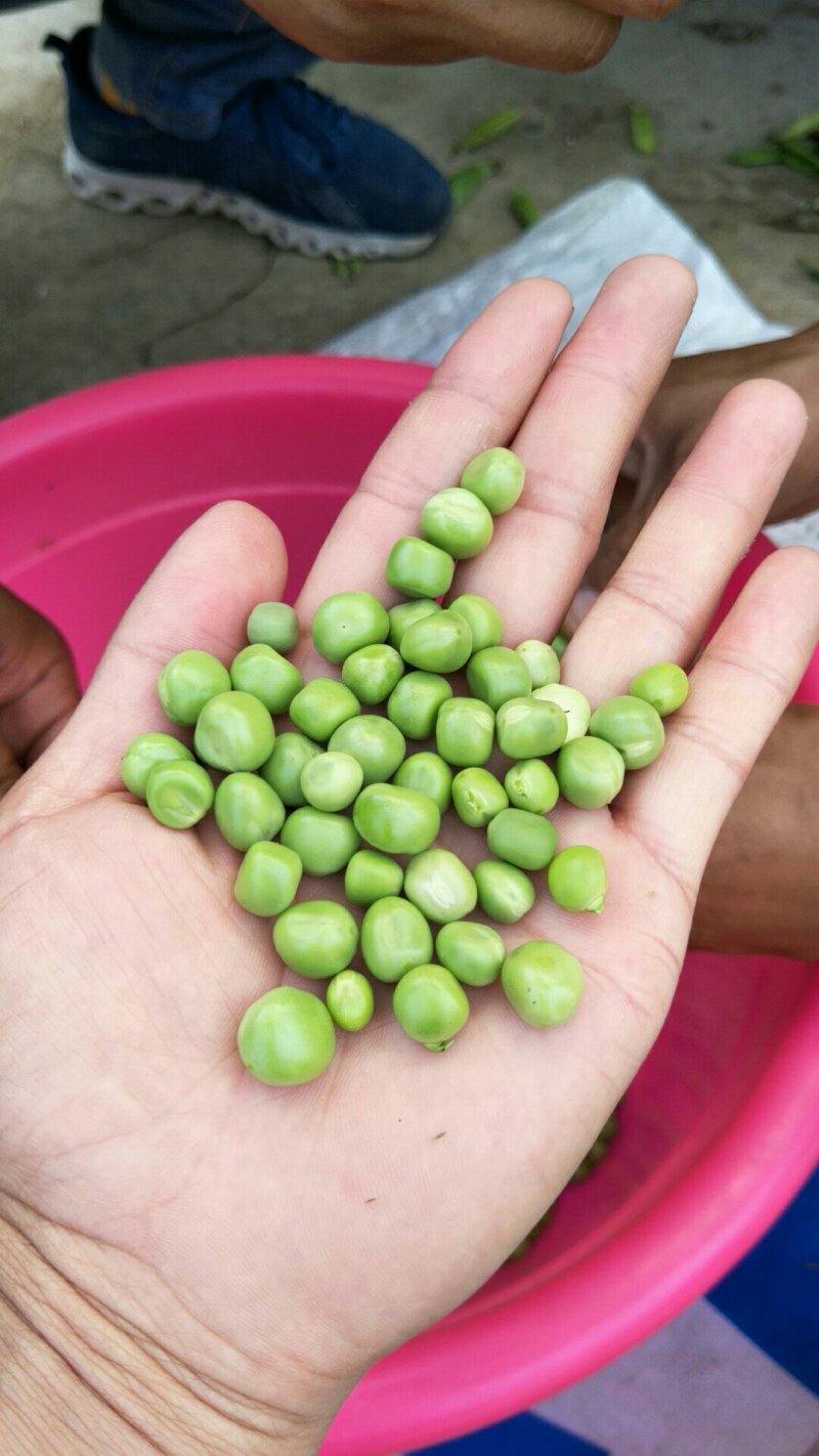 中豌9号颜色绿颗粒饱满！本基地有上万亩豌豆！欢迎老板下单