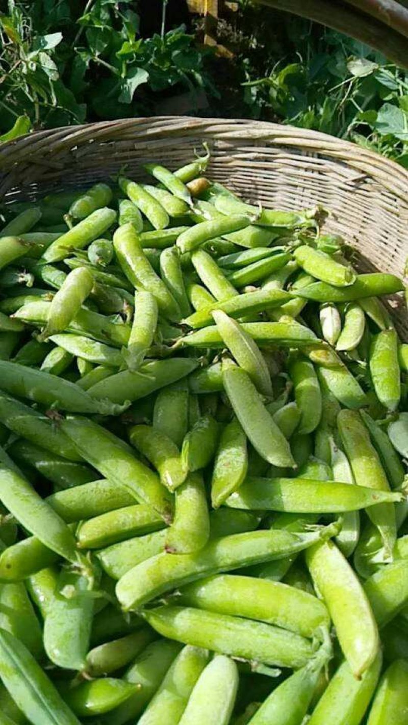 中豌9号颜色绿颗粒饱满！本基地有万亩豌豆量大从优