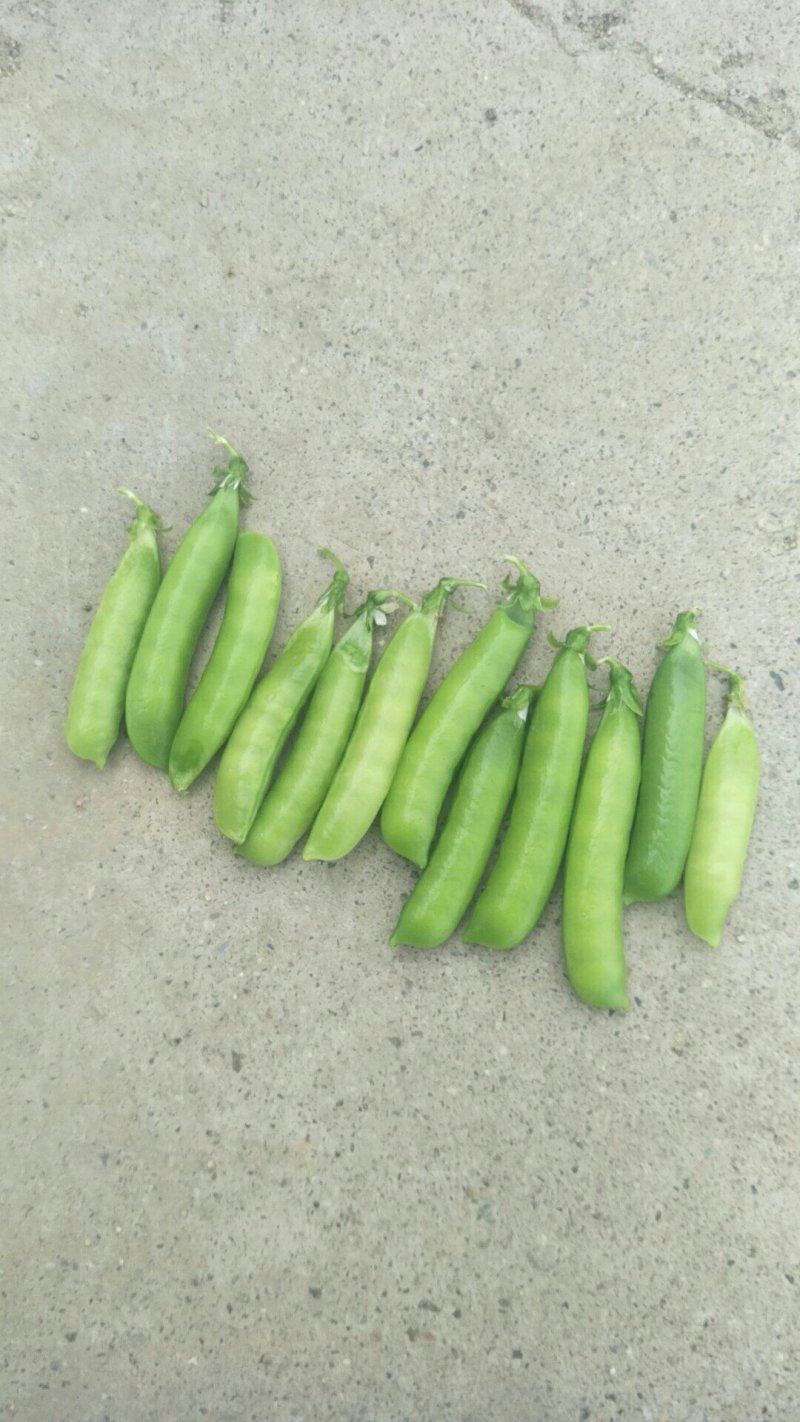 中豌9号颜色绿颗粒饱满！本基地有万亩豌豆量大从优