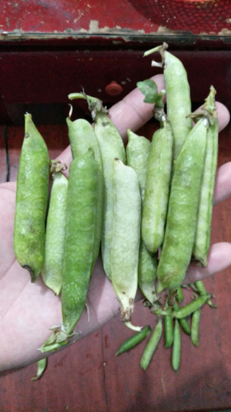 中豌9号颜色绿颗粒饱满！本基地有上万亩豌豆！质量好！