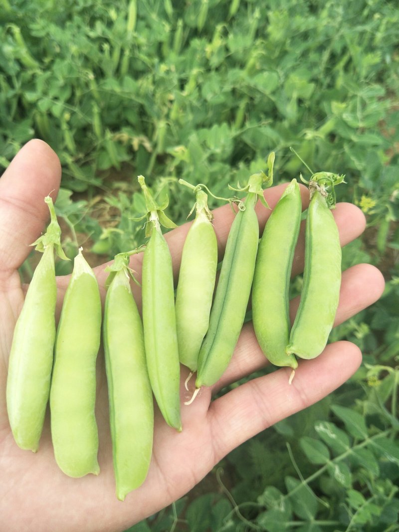 中豌9号颜色绿颗粒饱满！本基地有万亩豌豆量大从优
