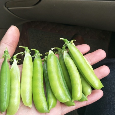 中豌9号颜色绿颗粒饱满！本基地有万亩豌豆量大从优